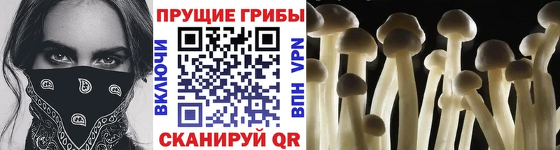 Псилоцибиновые грибы прущие грибы  Невельск 